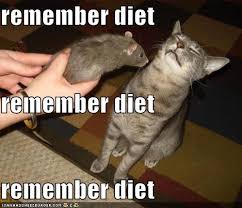 funny-pictures-cat-smells-rat-and-tries-to-remember-his-diet.jpg