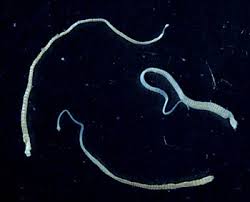 tapeworms in cats
