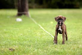 brindle boxer