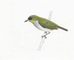 bird species pictures