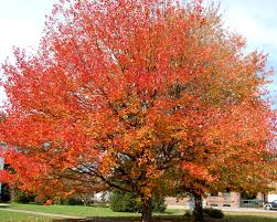 pictures maple tree