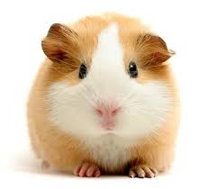 external image guinea_pig.JPG