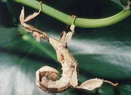http://t1.gstatic.com/images?q=tbn:dCcxhQJdq3rthM:http://www.batraciens-reptiles.com/phasme.JPG