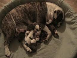 pitbull american bulldog