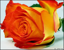 orange yellow rose