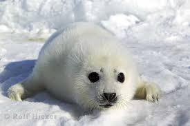 cute mammals