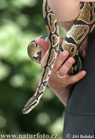 ball python wallpapers