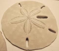 File:Keyhole sand dollar 01.