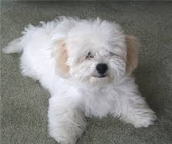 bichon