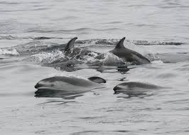 pacific white sided dolphin pictures