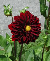 red dahlia