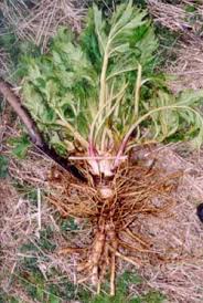 of giant hogweed.