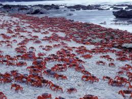 Christmas Island, Australia