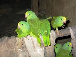 pictures baby parrots