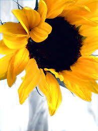 ��� ���� sunflowers