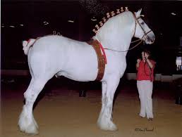 NYS Fair 2001-2005,