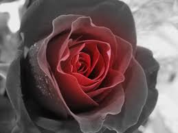 red black roses