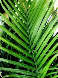 Palm Sunday - University