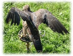 peregrine falcon feathers