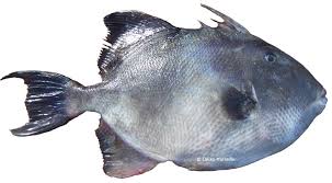 Afficher l'image en taille r�elle