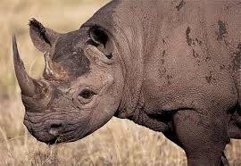 rhino picture