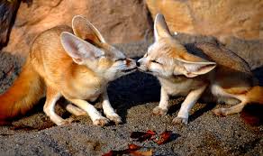 fennec foxes
