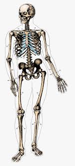 skeleton