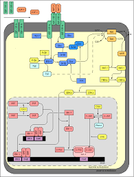 SignalingPathway : IGF-1