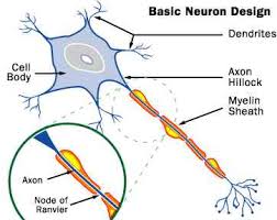 human brain