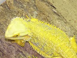 bearded dragon gallery