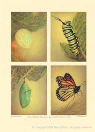 monarch butterfly metamorphosis