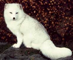 external image fox.jpg