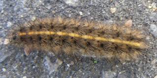 species of caterpillars