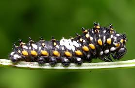black swallowtail caterpillar