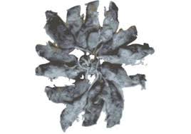 Ive glimpsed a Rat King,