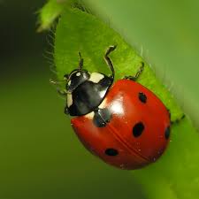 ladybug/ladybird