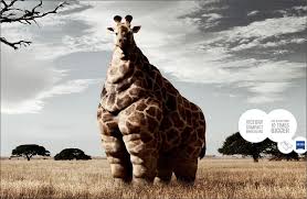 funny pictures of animals