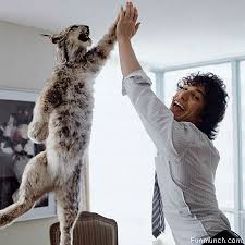 funny animals