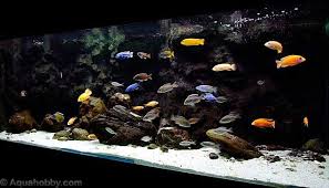 tropical fish cichlids