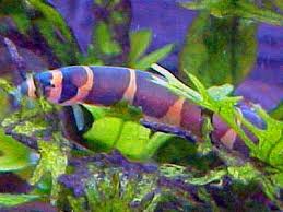 aquarium fish species pictures