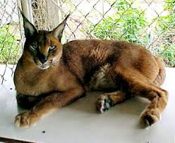 Caracal