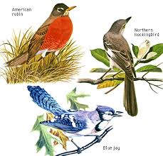 large flightless birds