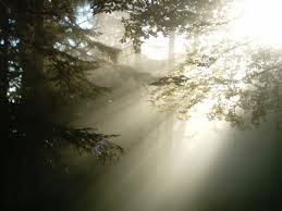 http://t1.gstatic.com/images?q=tbn:ewe9WAN_un9-XM:http://calendrier.celtique.free.fr/Broceliande/images/foret2.jpg