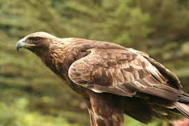 large birds of prey