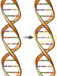 صور توضيح dna Dna1