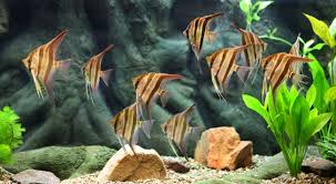 freshwater tropical fish
