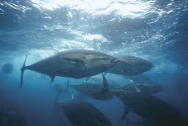 biggest tuna fish
