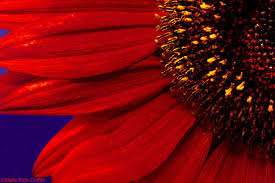 red sunflower pictures