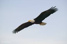 bald eagle in flight picture