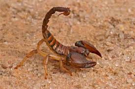 scorpion species